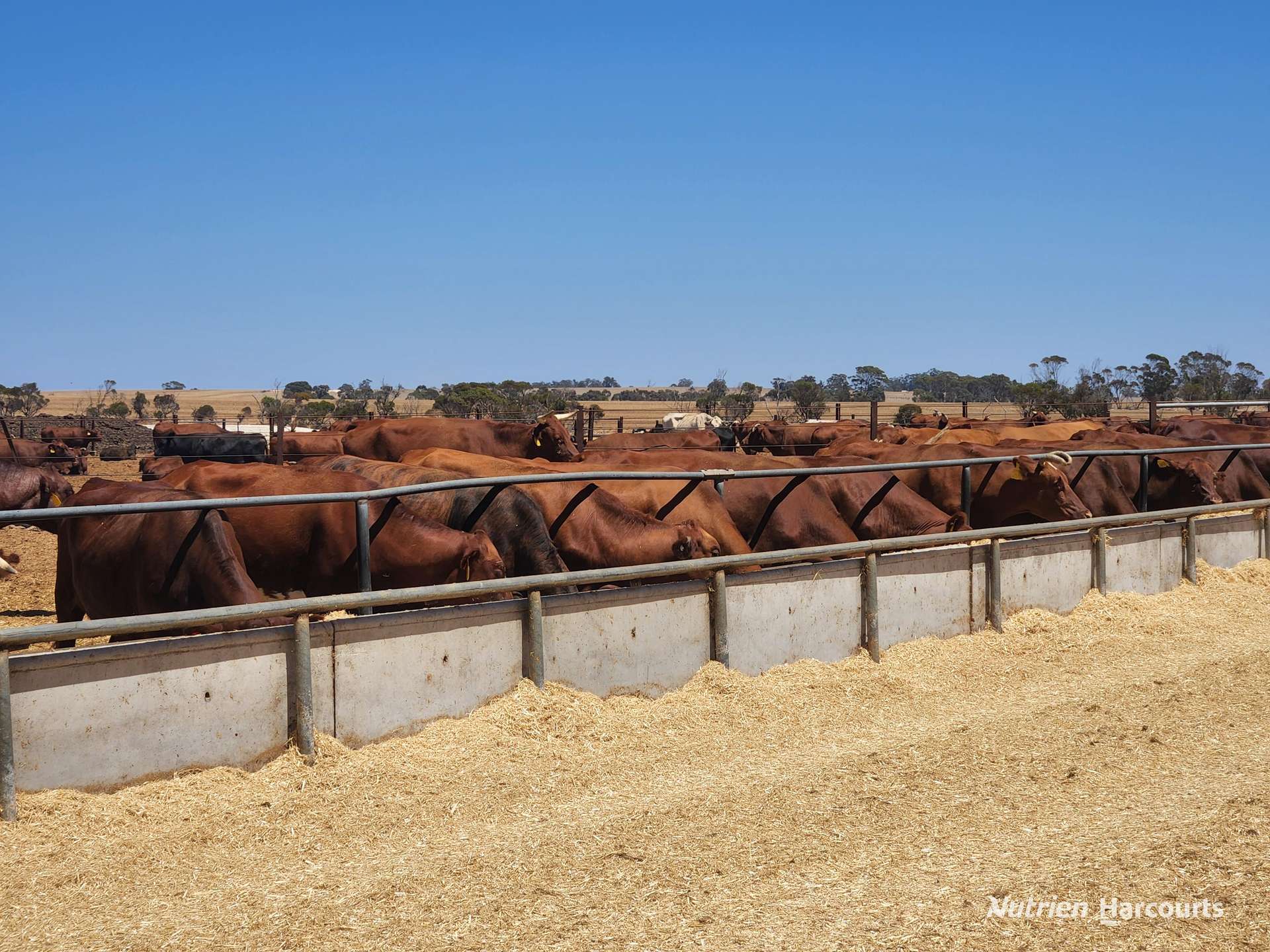 . "WIMBURRA AGGREGATION", Gnowangerup For Sale by Farmbuy.com - image 16