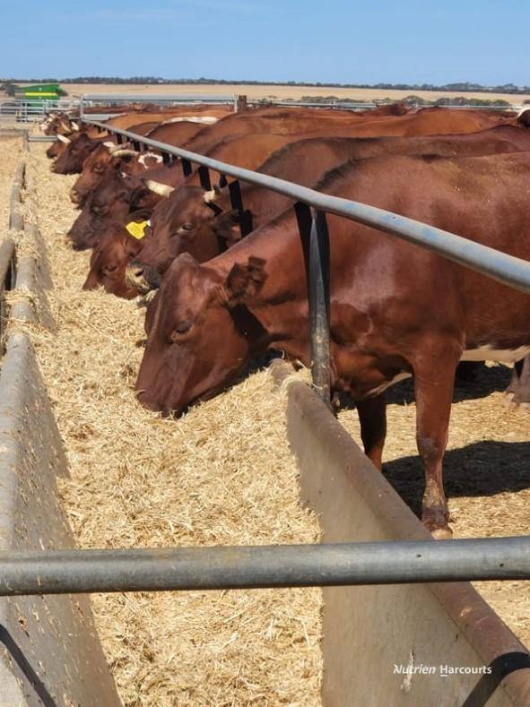 . "WIMBURRA AGGREGATION", Gnowangerup For Sale by Farmbuy.com - image 15