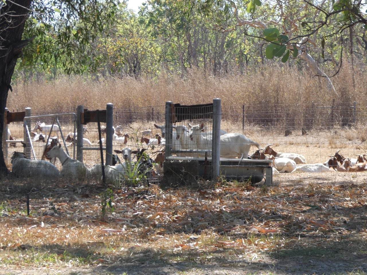680 Miles Road, Batchelor For Sale by Farmbuy.com - image 30