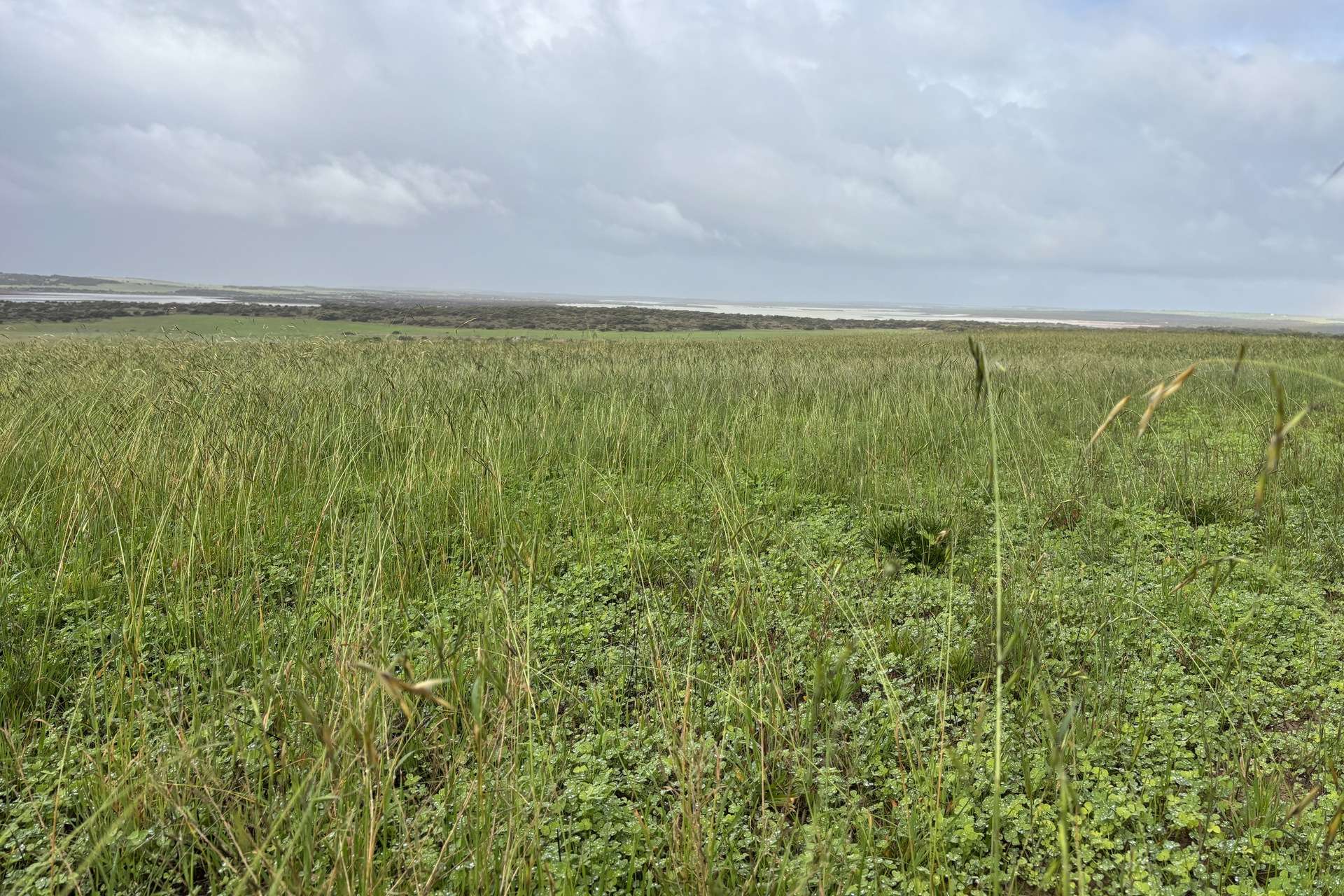 Lot 11 Sceale Bay Road, Yanerbie For Sale by Farmbuy.com - image 3