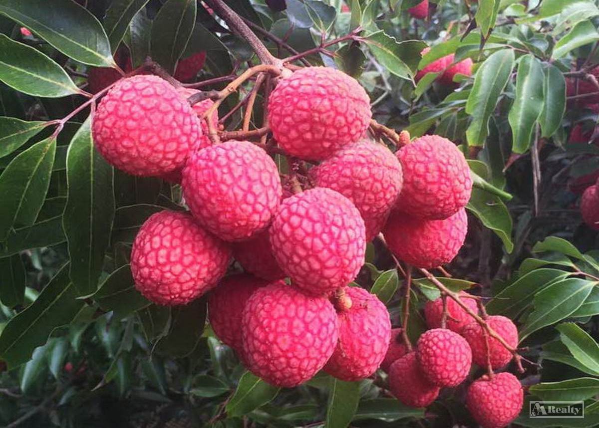 Mutchilba For Sale by Farmbuy.com - image 6