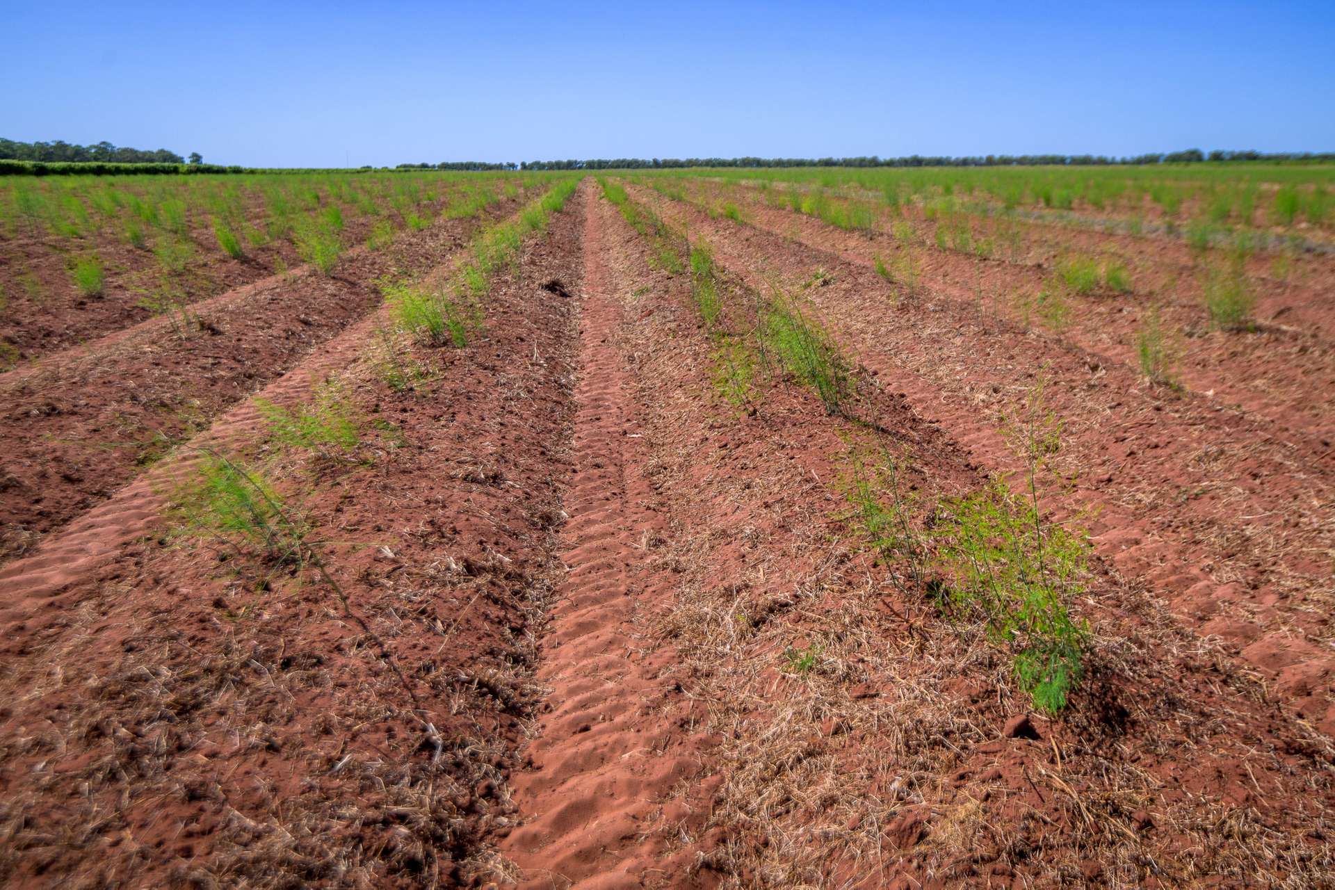 0 Foxalicious Farm, Katherine For Sale by Farmbuy.com - image 9