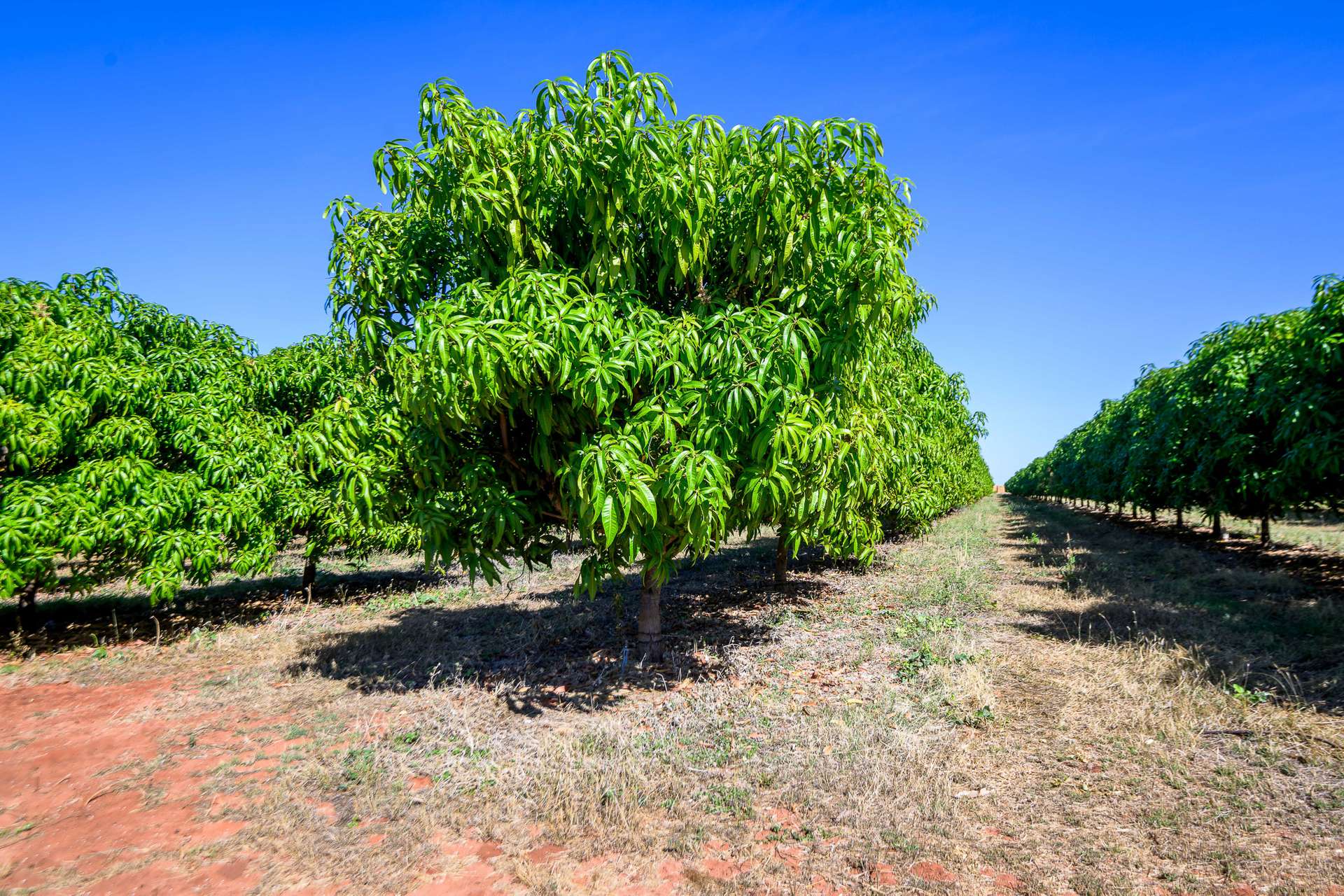 0 Foxalicious Farm, Katherine For Sale by Farmbuy.com - image 5