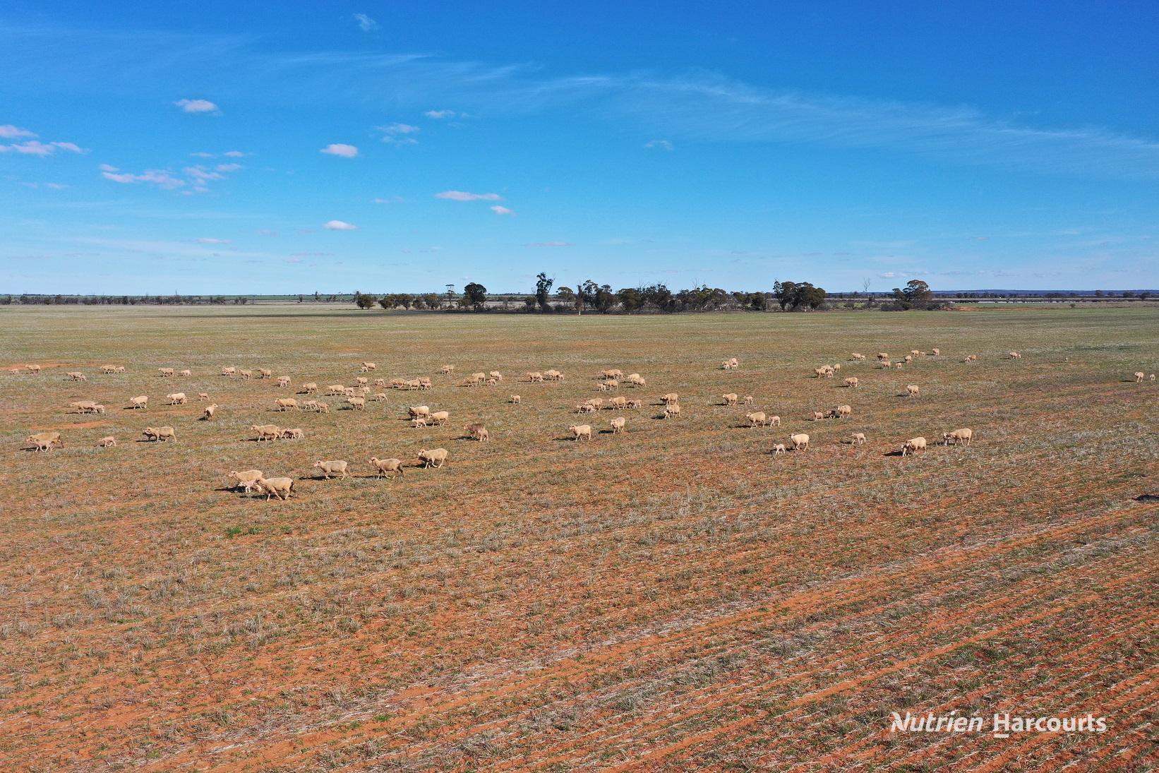 331 Red Dam Road, Cleary For Sale by Farmbuy.com - image 5
