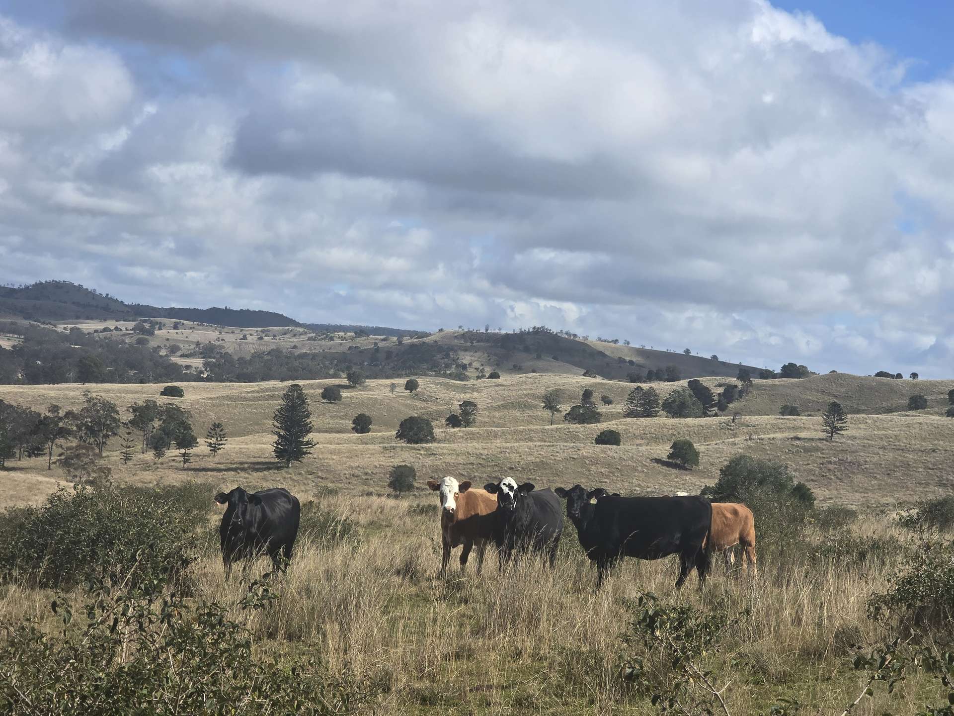 Lot 314 New England Highway, Thornville For Sale by Farmbuy.com - image 11