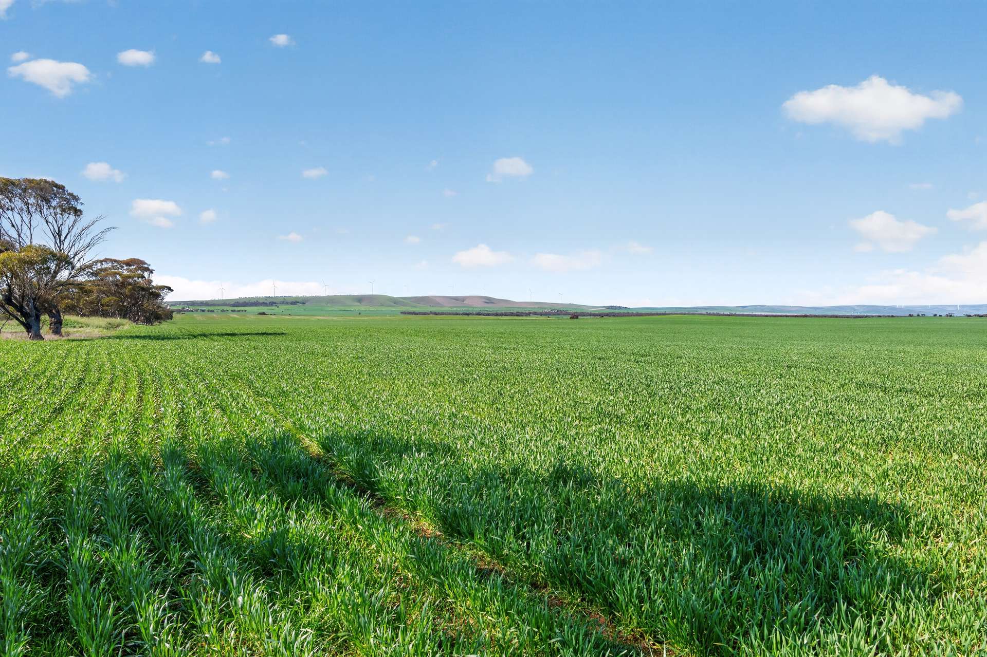 'Clifford Farm' Spencer Highway, Clements Gap For Sale by Farmbuy.com - image 3