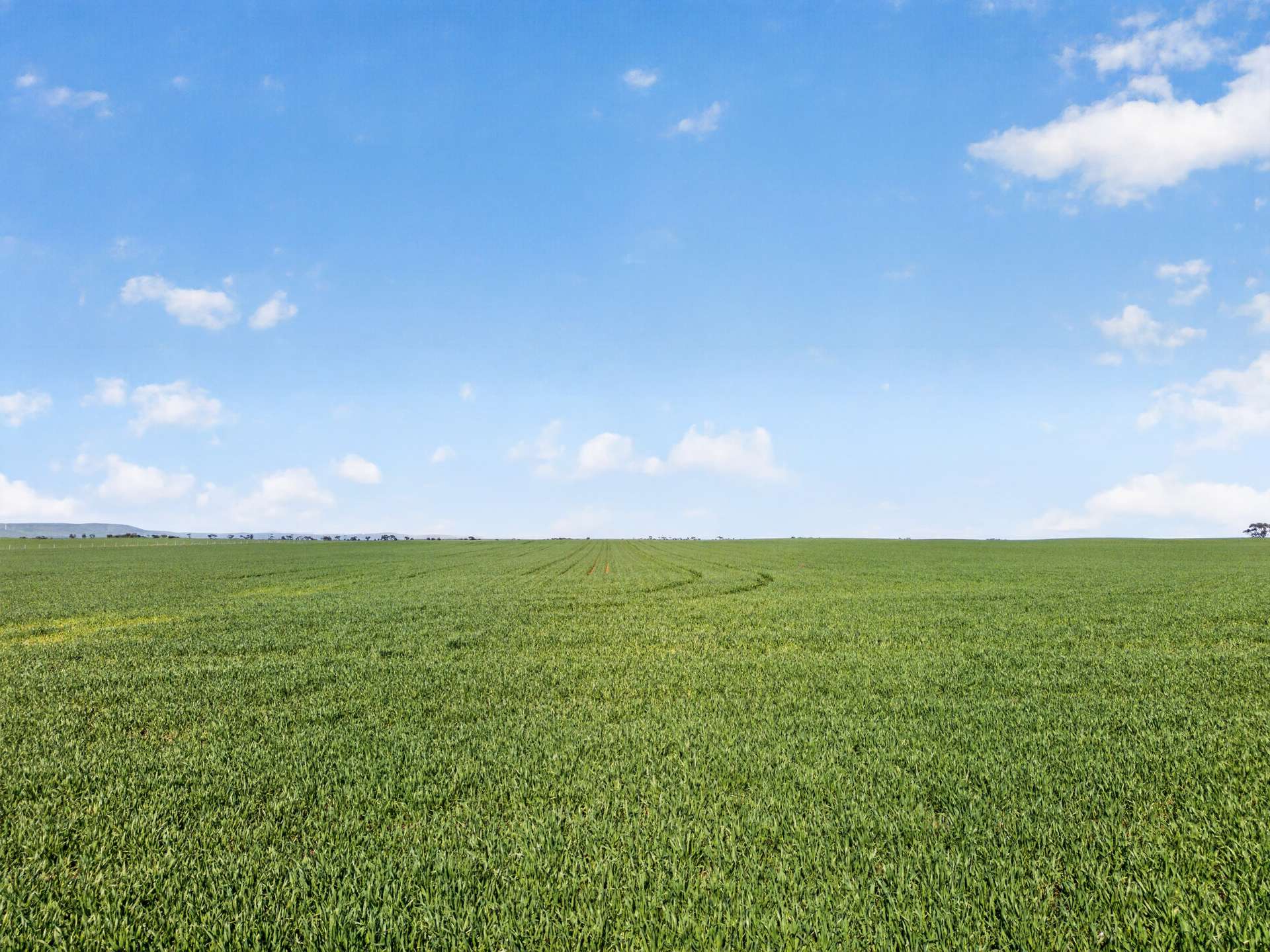 'Clifford Farm' Spencer Highway, Clements Gap For Sale by Farmbuy.com - image 4
