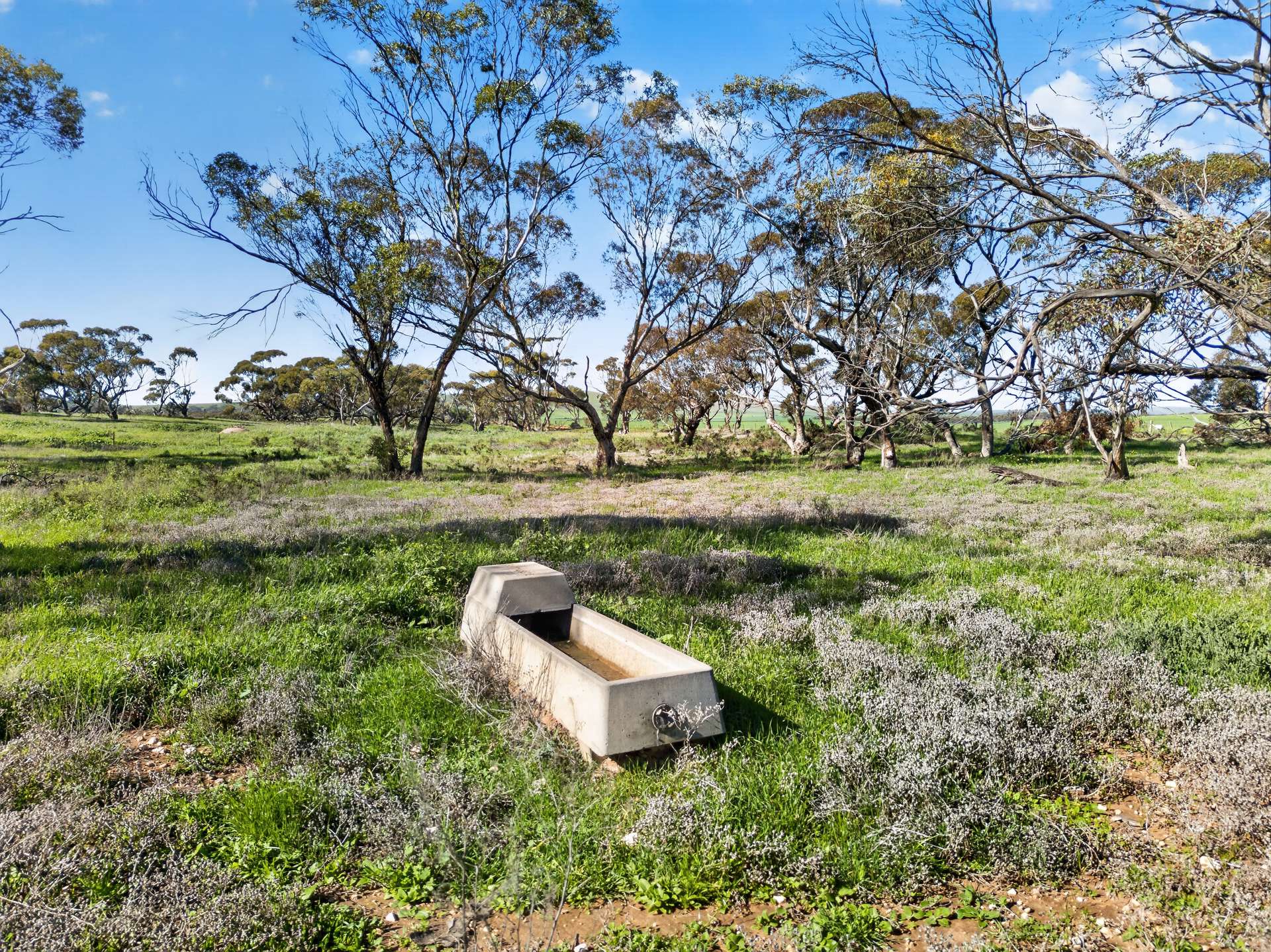 'Clifford Farm' Spencer Highway, Clements Gap For Sale by Farmbuy.com - image 11