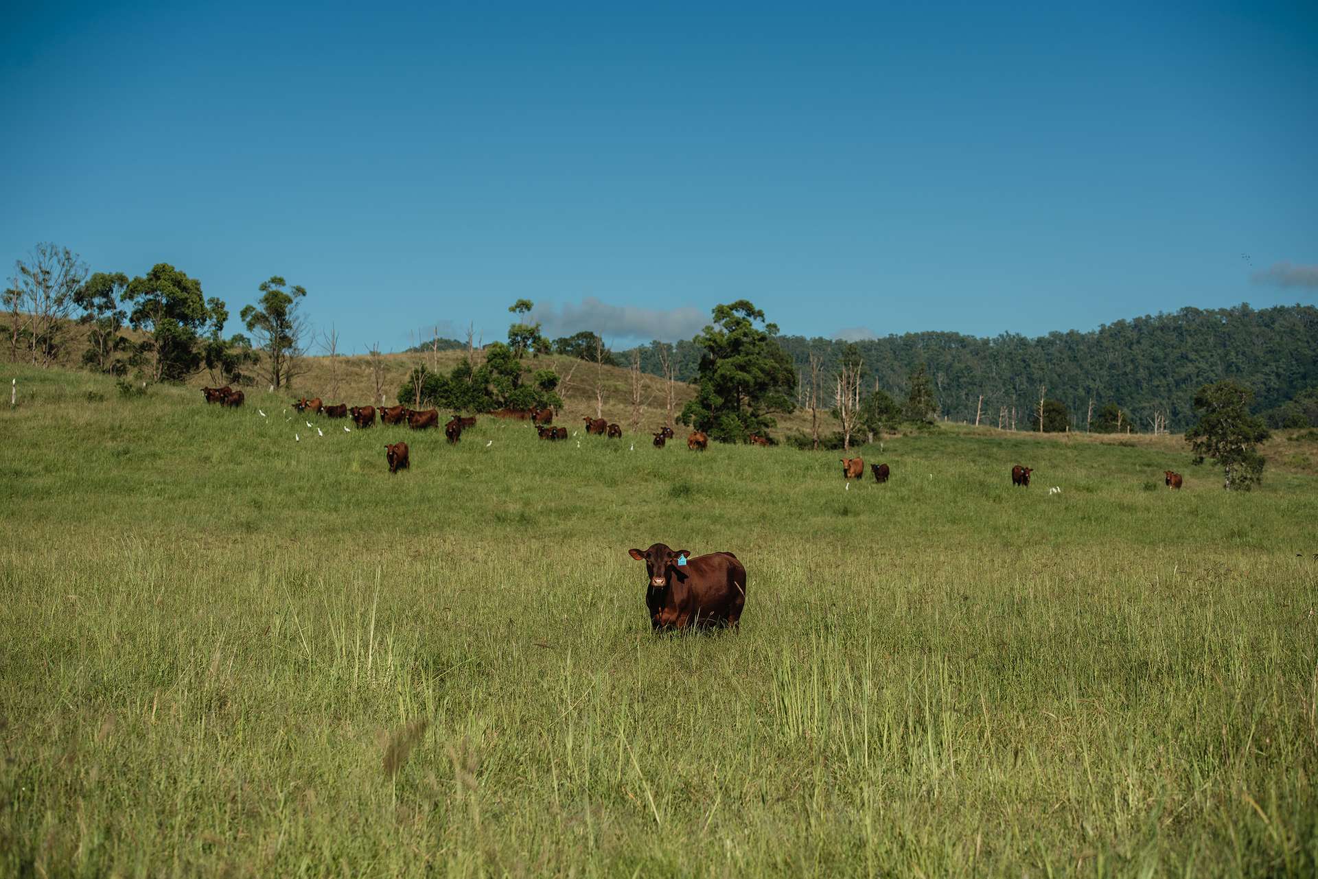 Wiangaree For Sale by Farmbuy.com - image 2