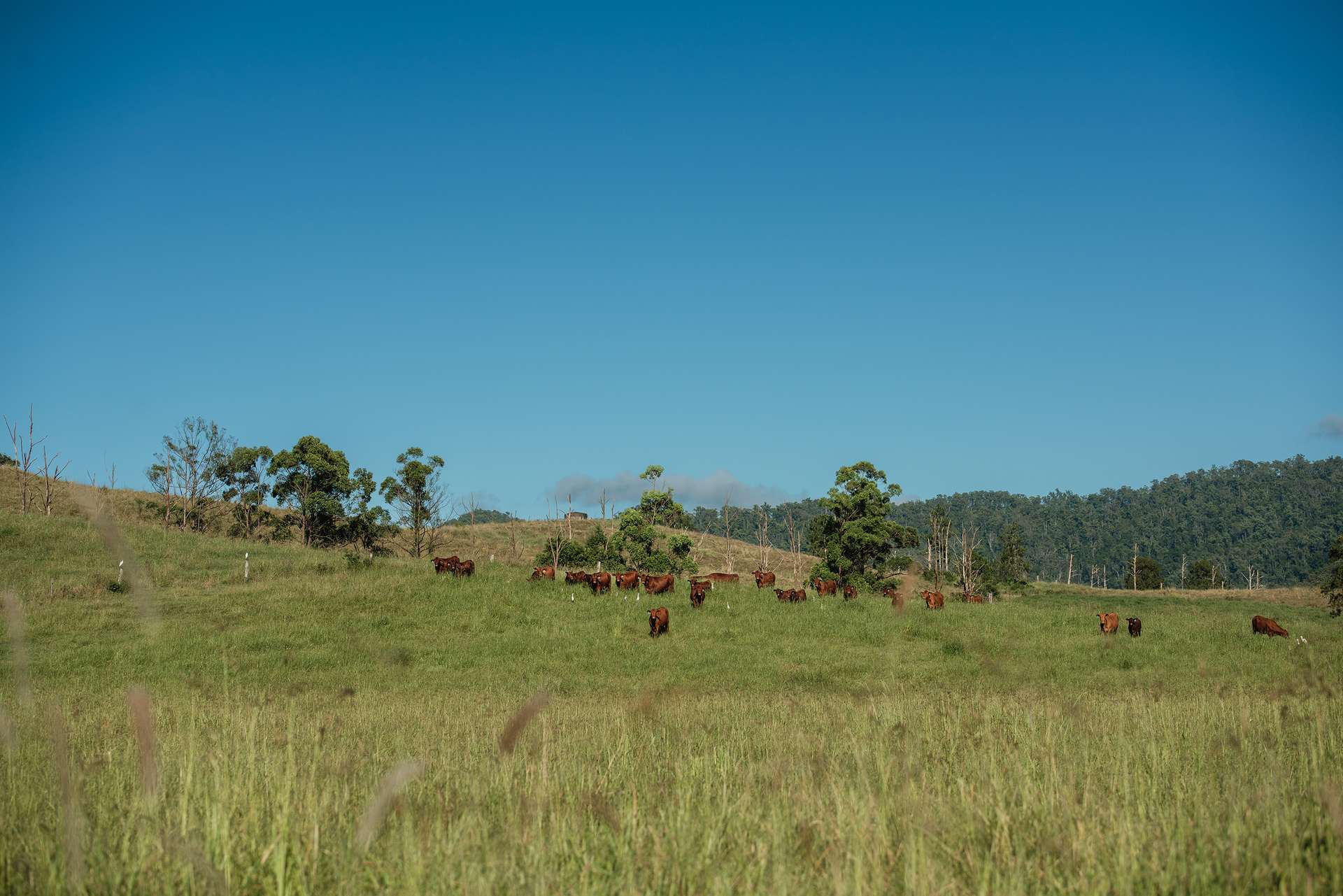 Wiangaree For Sale by Farmbuy.com - image 13