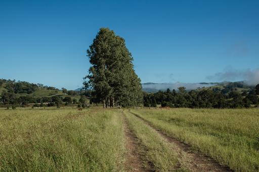 Wiangaree NSW 2474