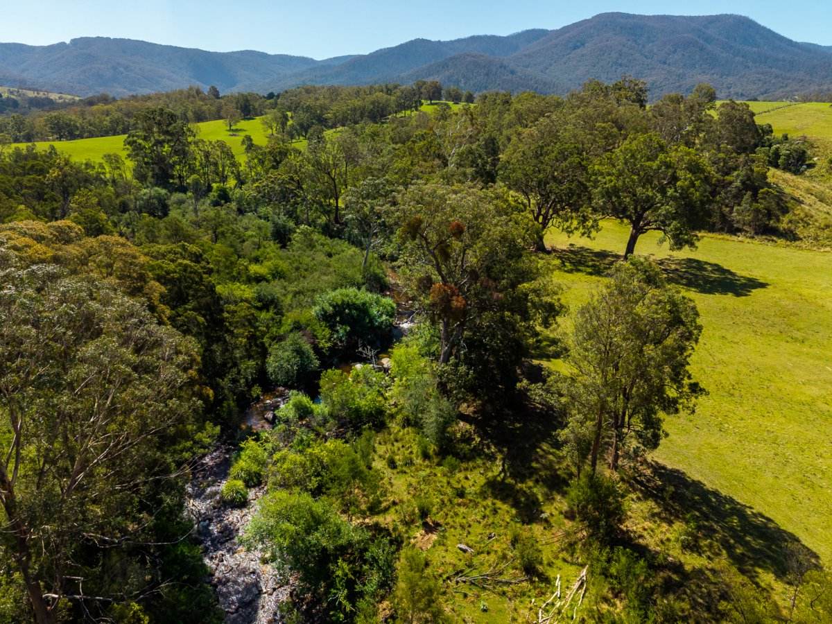 247 Brown Pearsons Road, Bemboka For Sale by Farmbuy.com - image 25