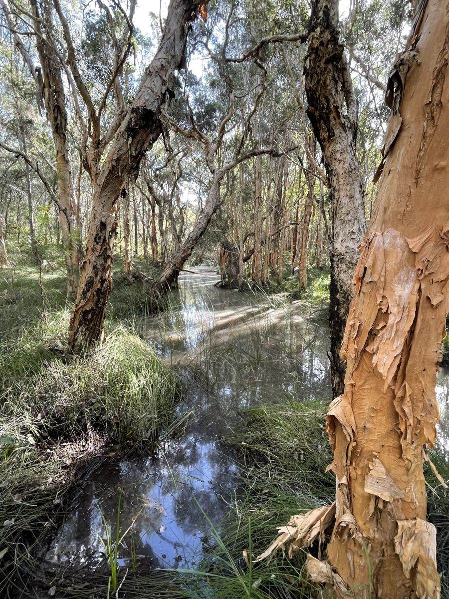 Lot 2 Tahiti Road, Tiaro For Sale by Farmbuy.com - image 16