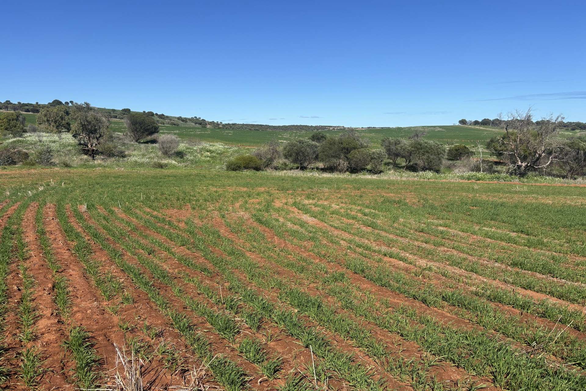 199 Hatch Road, Bowes For Sale by Farmbuy.com - image 16