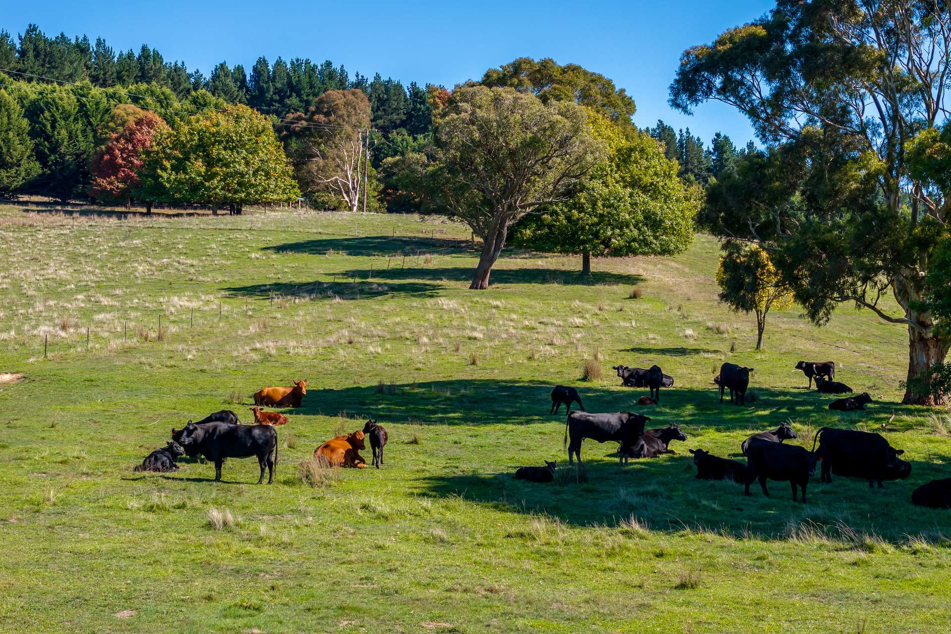 5797 Taralga Road, Taralga For Sale by Farmbuy.com - image 27