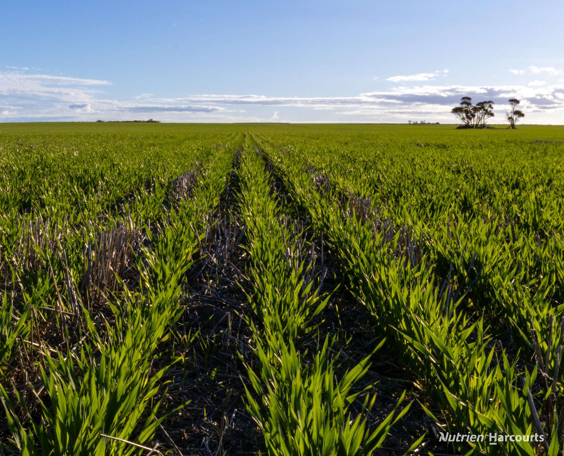 . POSSUM HILL & LEN'S BLOCK, Mindarabin For Sale by Farmbuy.com - image 6
