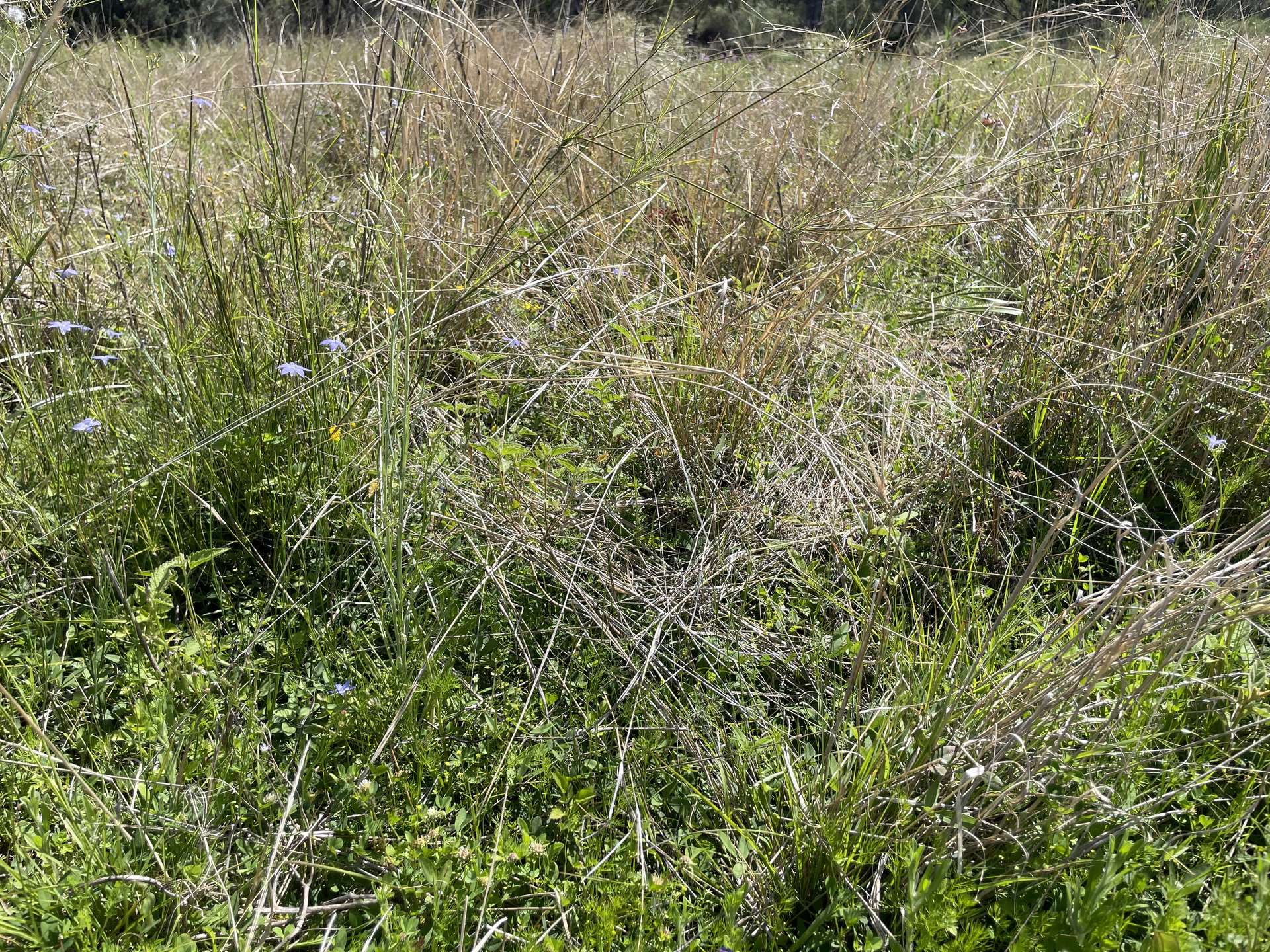 "Tambar Ridge" 100 High Street, Tambar Springs For Sale by Farmbuy.com - image 15