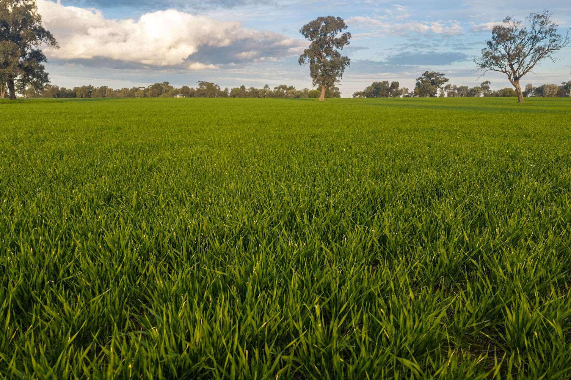 1484 Centre Road, Moama Auction by Farmbuy.com - image 18