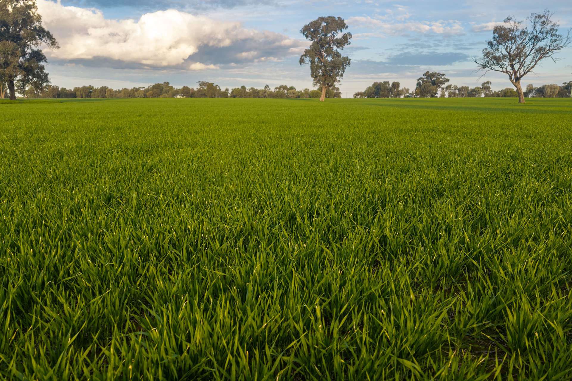 1484 Centre Road, Moama Sold by Farmbuy.com - image 18