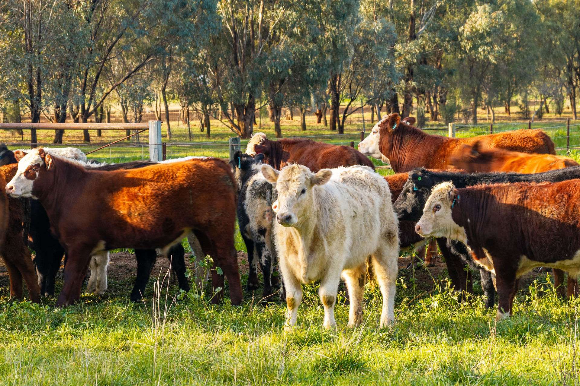 1484 Centre Road, Moama Auction by Farmbuy.com - image 19