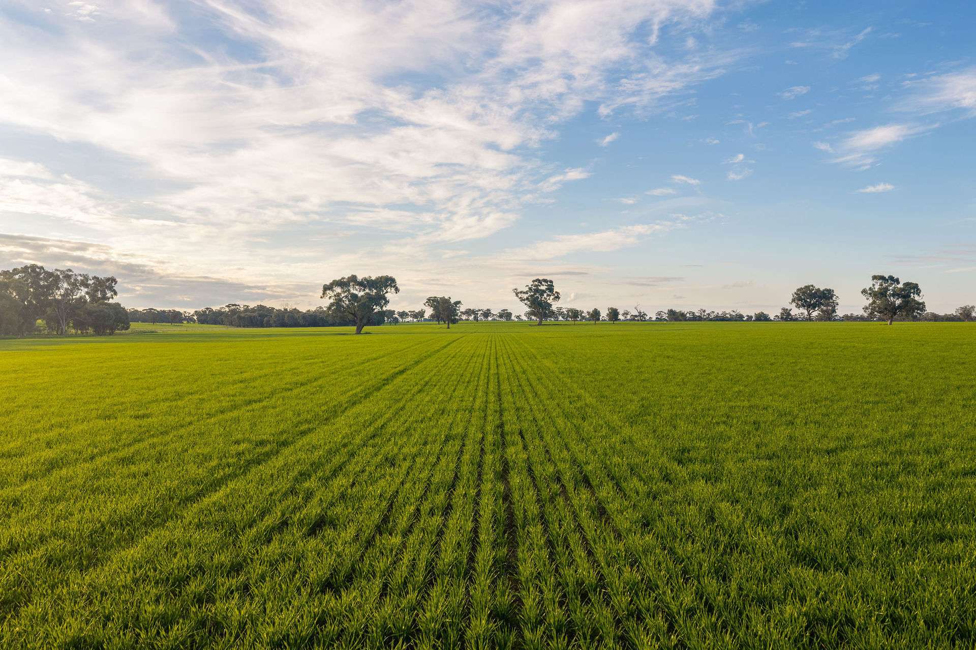1484 Centre Road, Moama Auction by Farmbuy.com - image 3