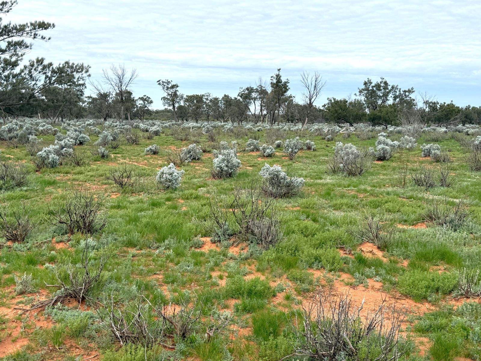 Mazar Station, 6494 Netley Road, Broken Hill For Sale by Farmbuy.com - image 31