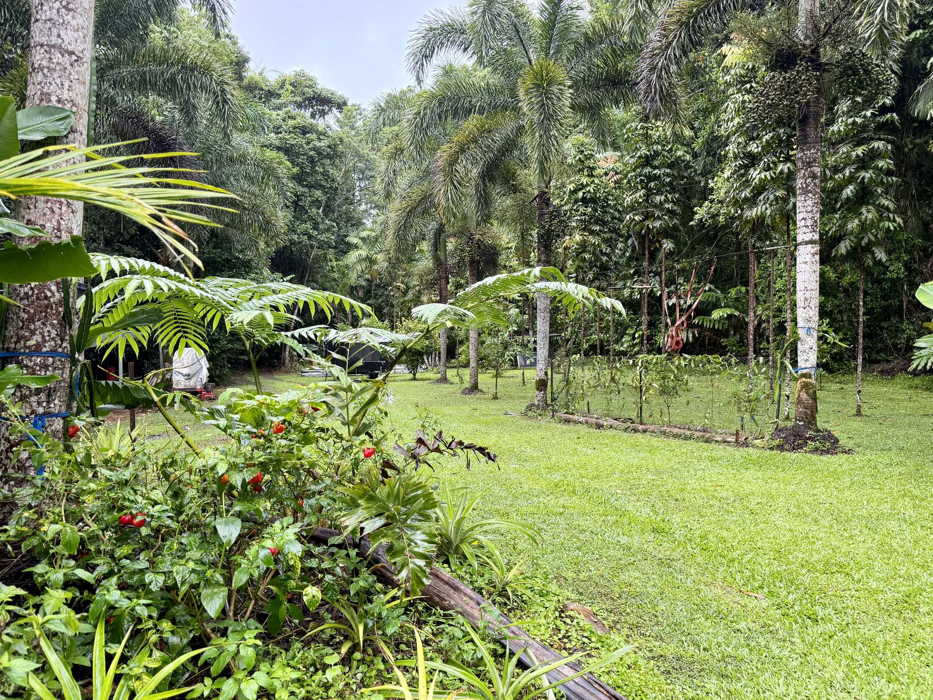 116 Hickory Road, Cow Bay, Daintree For Sale by Farmbuy.com - image 23