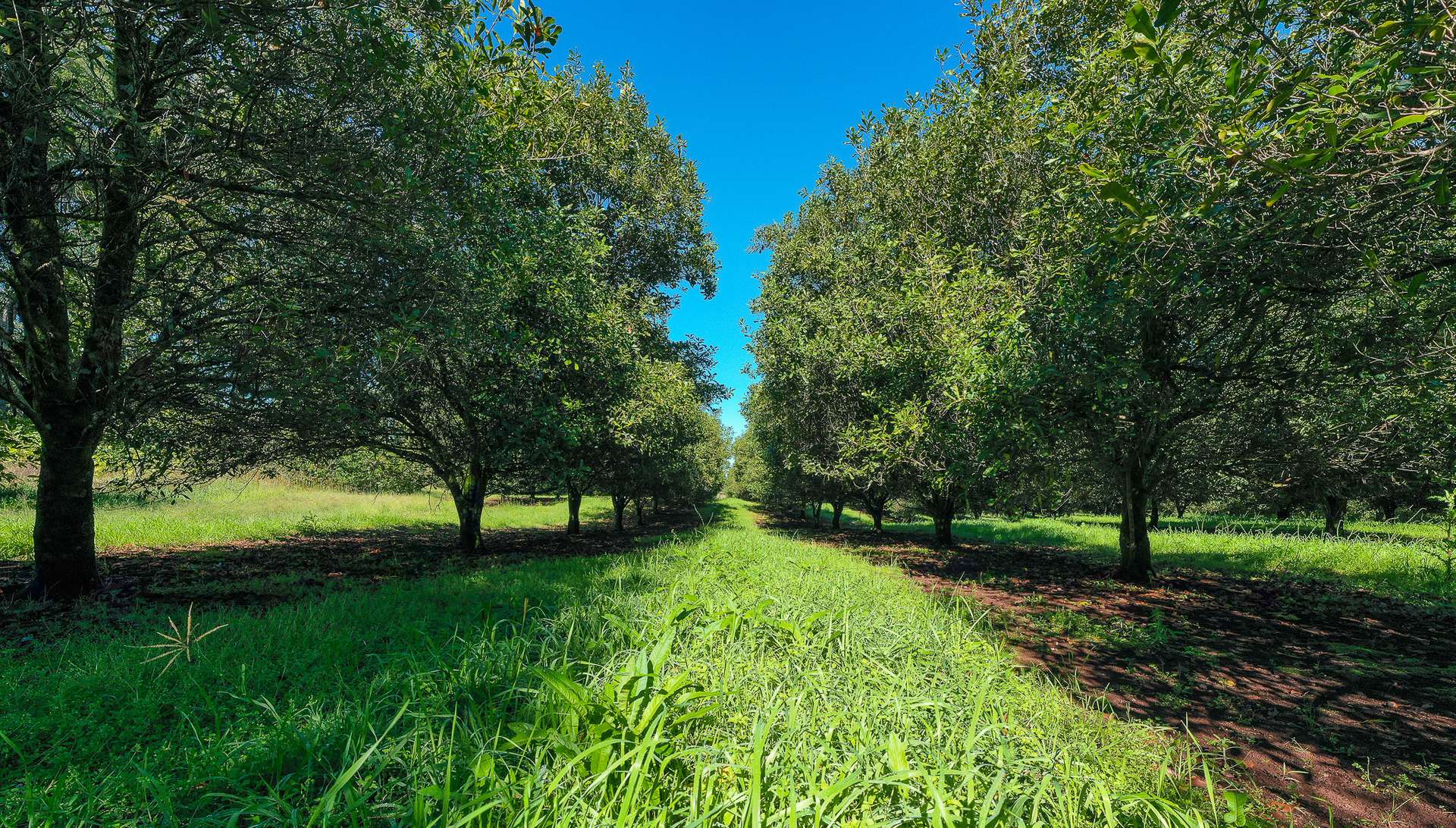 1740 Nimbin Road, Koonorigan For Sale by Farmbuy.com - image 14