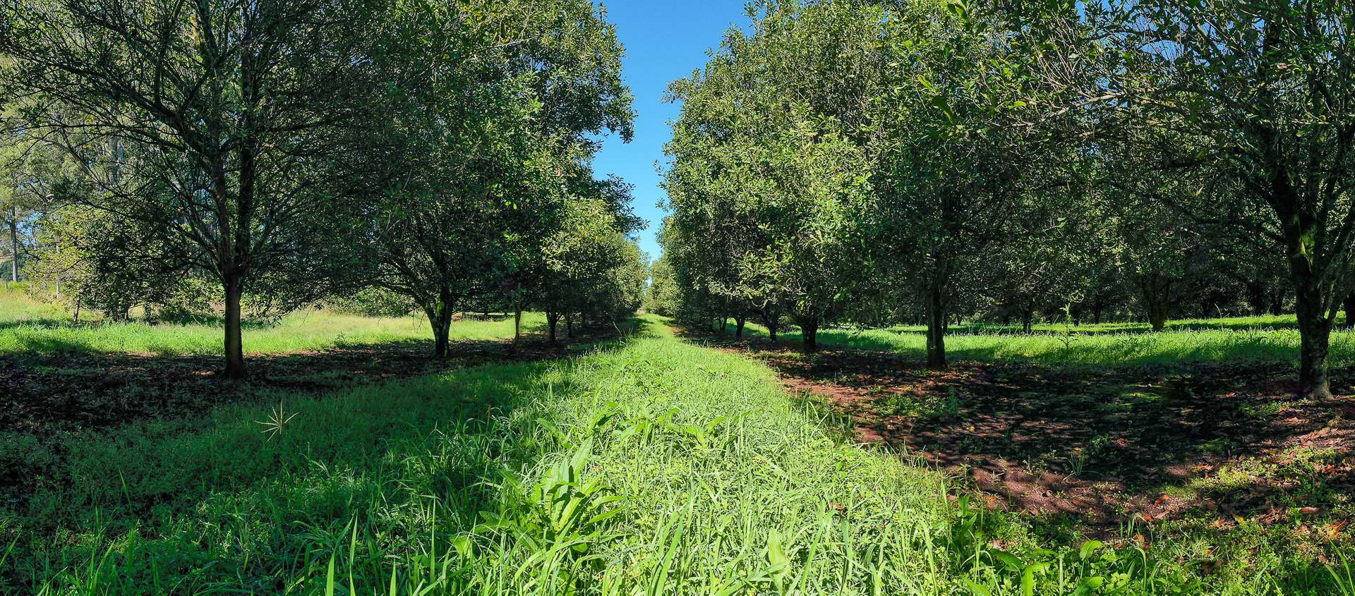1740 Nimbin Road, Koonorigan For Sale by Farmbuy.com - image 12