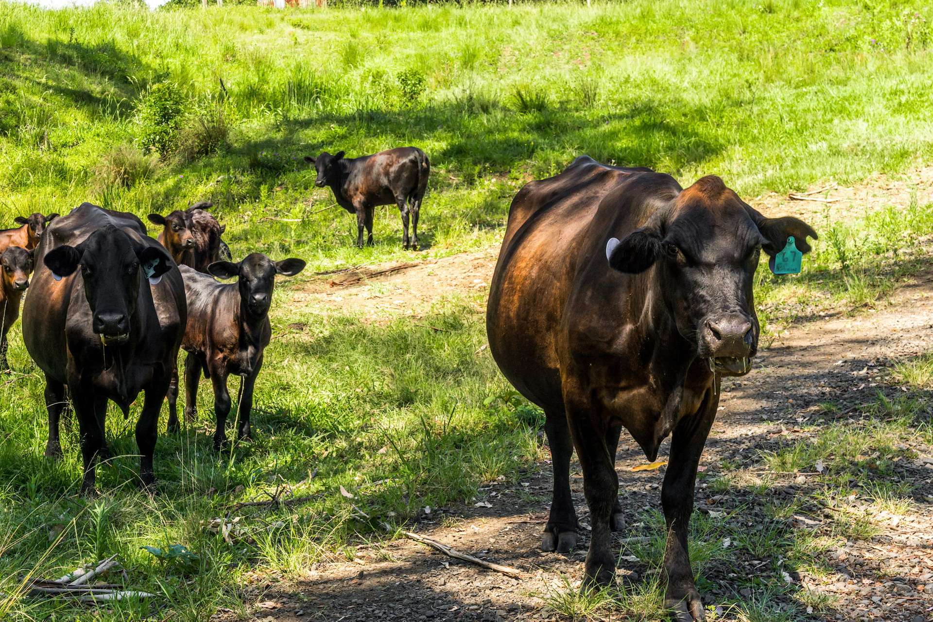 1740 Nimbin Road, Koonorigan For Sale by Farmbuy.com - image 10