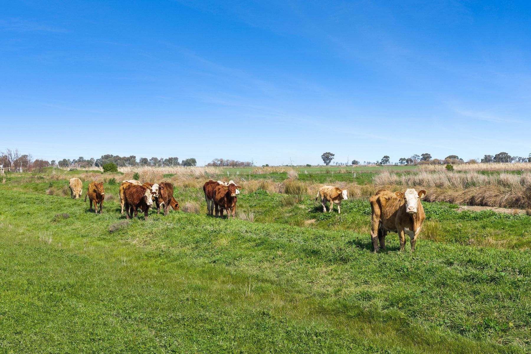 3 Cleeland Street, Gunbower For Sale by Farmbuy.com - image 15