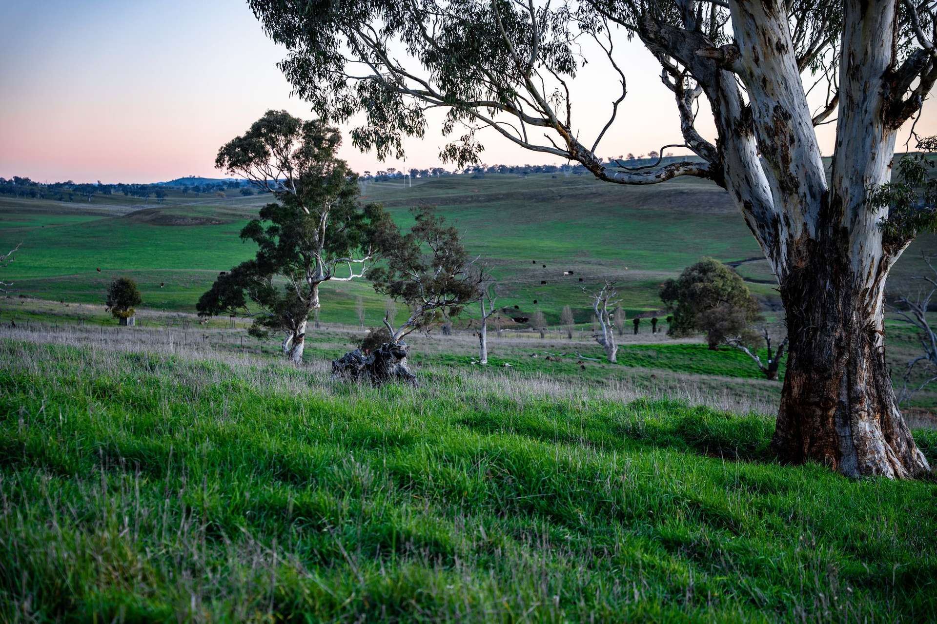 "Windamere", 11 Shearsby Crescent, Yass Auction by Farmbuy.com - image 25