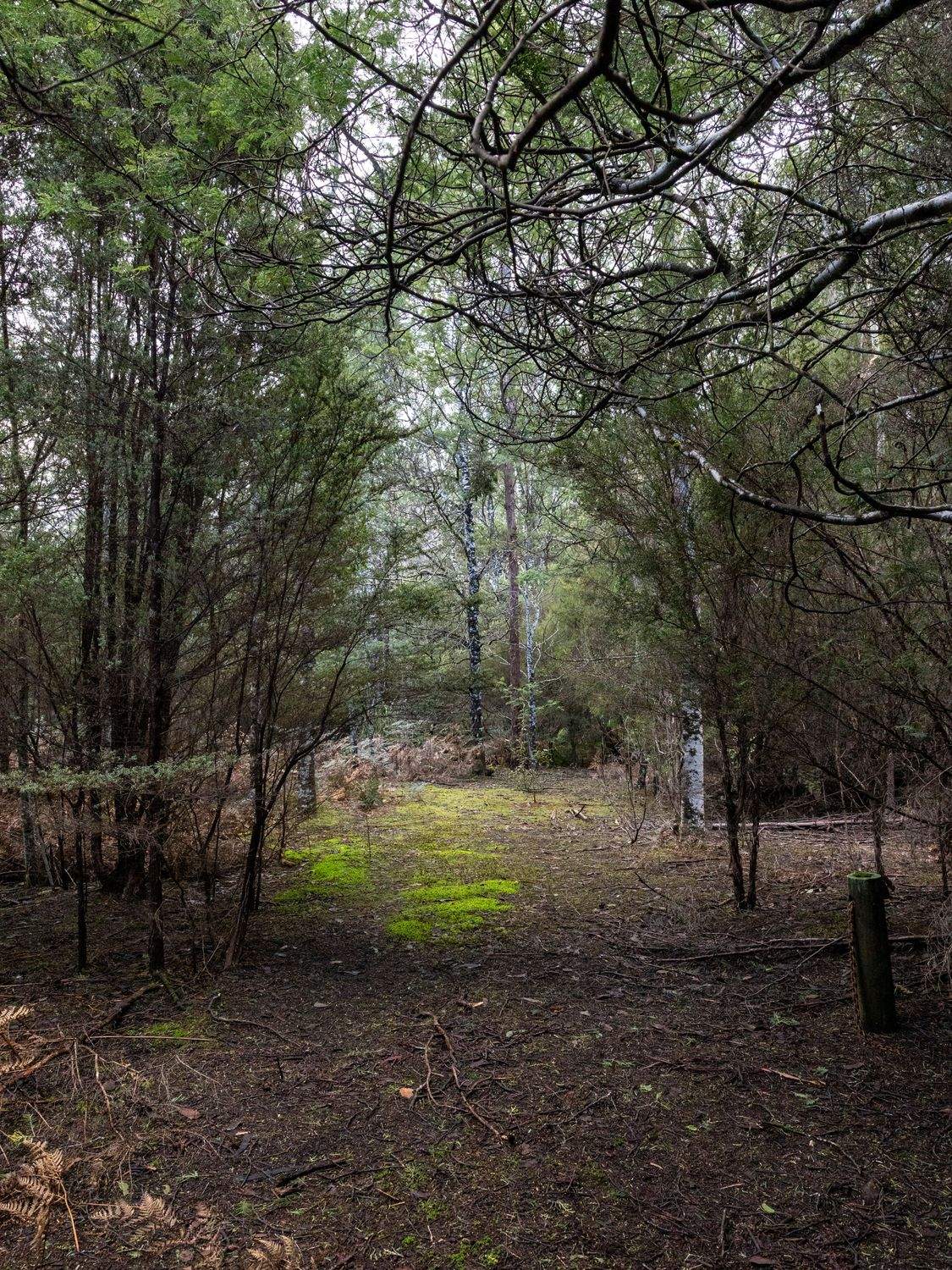 Lot 1,  Loyotea Road, Loyetea For Sale by Farmbuy.com - image 8