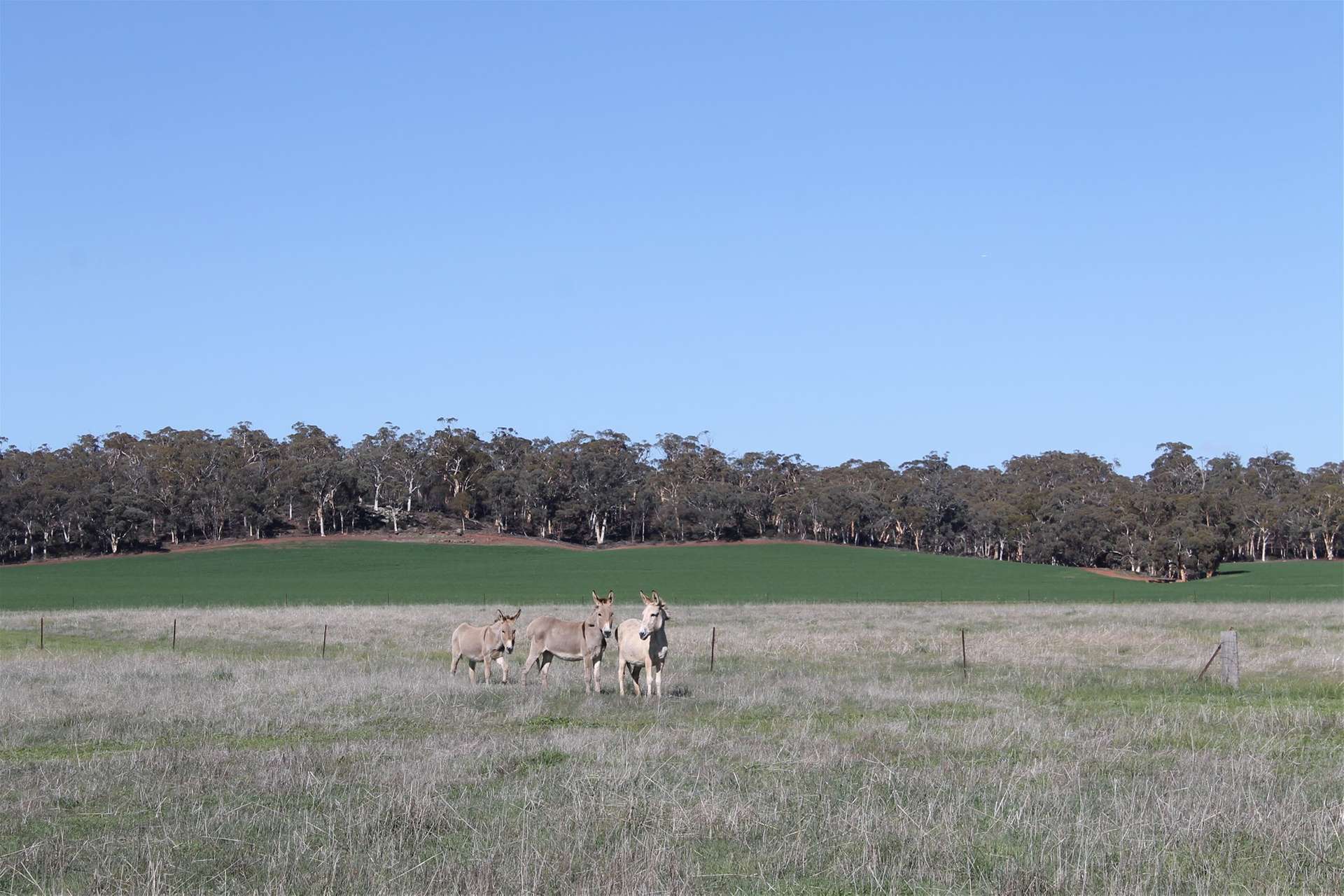 278 Myanarra Road, York For Sale by Farmbuy.com - image 2