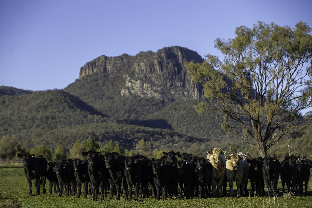 'Tanamera' Allambie Road, Bellata Auction by Farmbuy.com - image 1