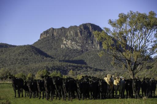 Farm Auction - NSW - Bellata - 2397 - A Landmark High Rainfall Grazing Enterprise – 'Tanamera' 