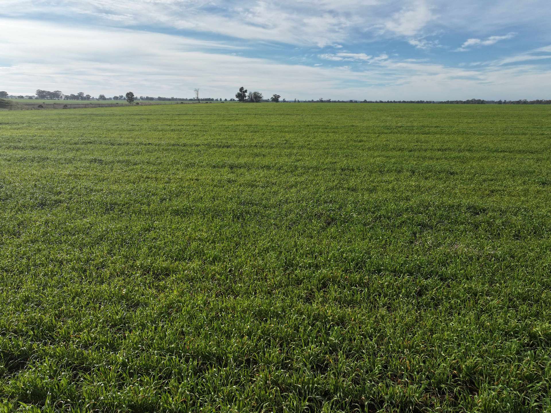 'HAZILEIGH' 411 Hawthorns Lane, Berry Jerry Tender by Farmbuy.com - image 11