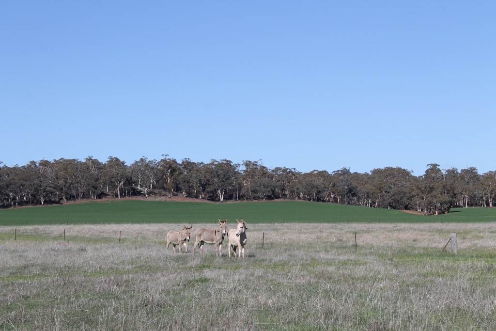 278 Mayanarra Road, Daliak For Sale by Farmbuy.com - image 7