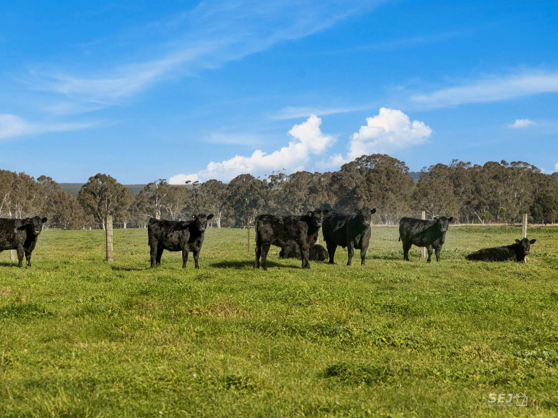 596 Settlement Road, Kilmany For Sale by Farmbuy.com - image 13