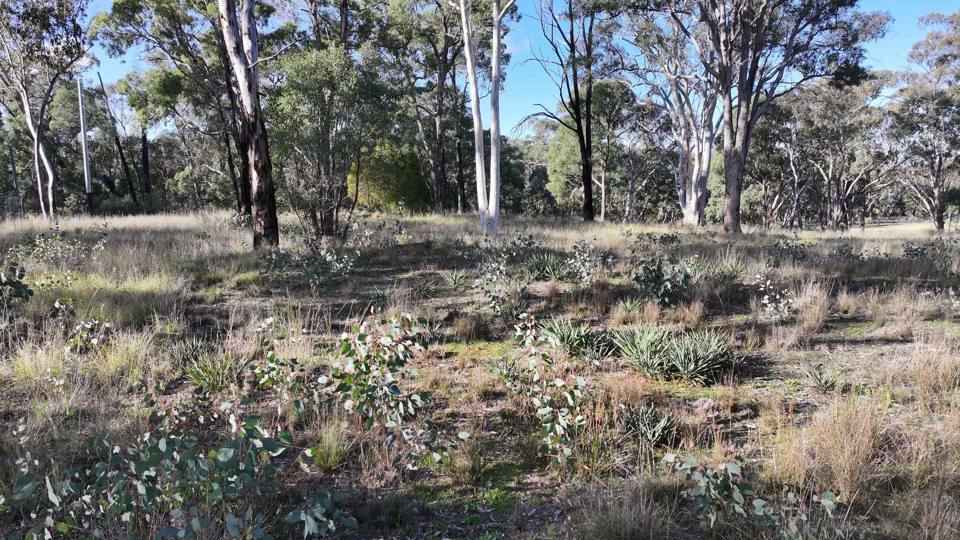 871 Timor Road, Coonabarabran For Sale by Farmbuy.com - image 11