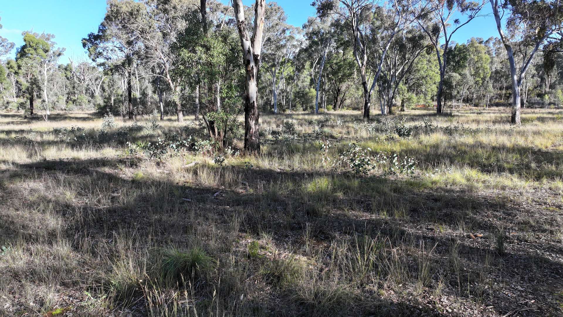 871 Timor Road, Coonabarabran For Sale by Farmbuy.com - image 4