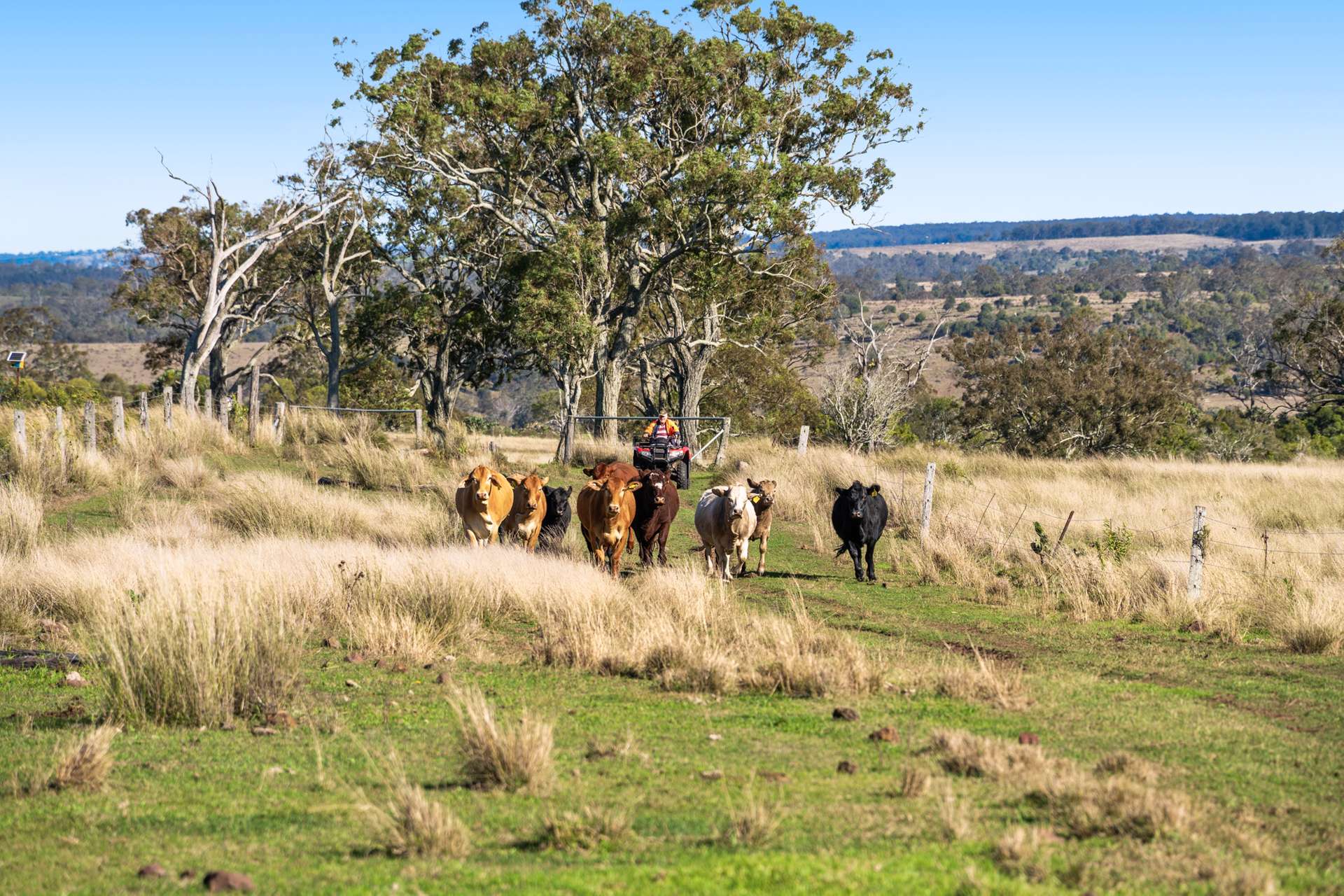 56 Pukallus Road, Crows Nest Auction by Farmbuy.com - image 26