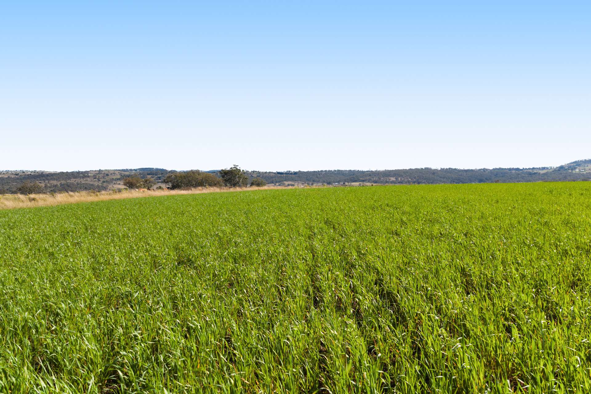 56 Pukallus Road, Crows Nest Auction by Farmbuy.com - image 28