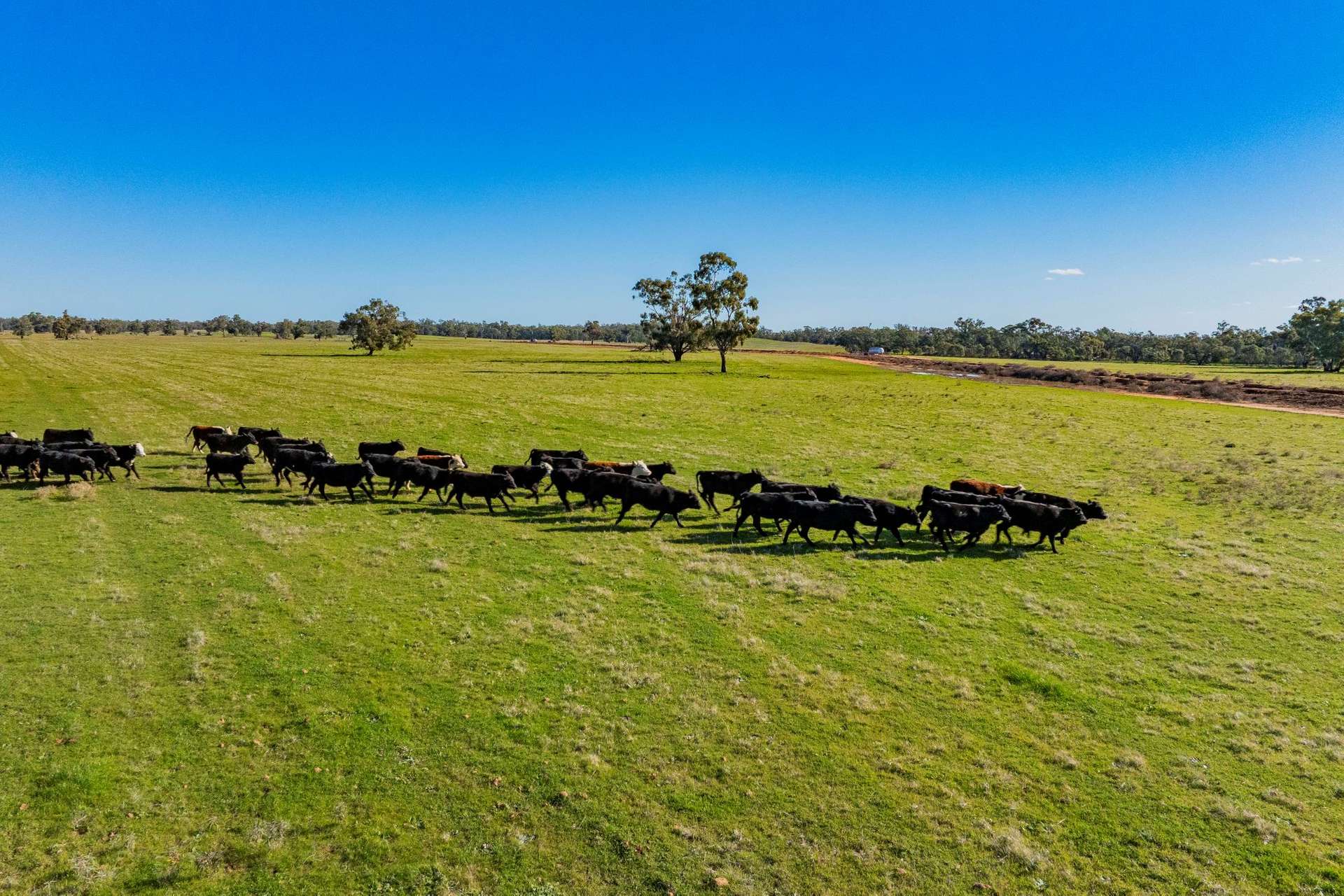 10474 Sturt Highway, Narrandera For Sale by Farmbuy.com - image 9