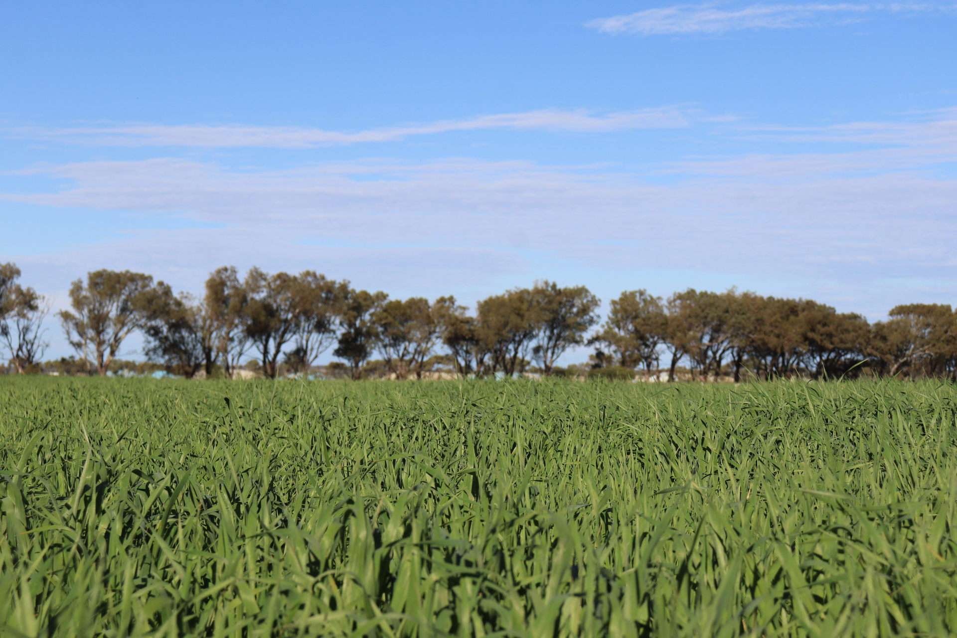 1742 Arthur Road, Moonyoonooka For Sale by Farmbuy.com - image 15