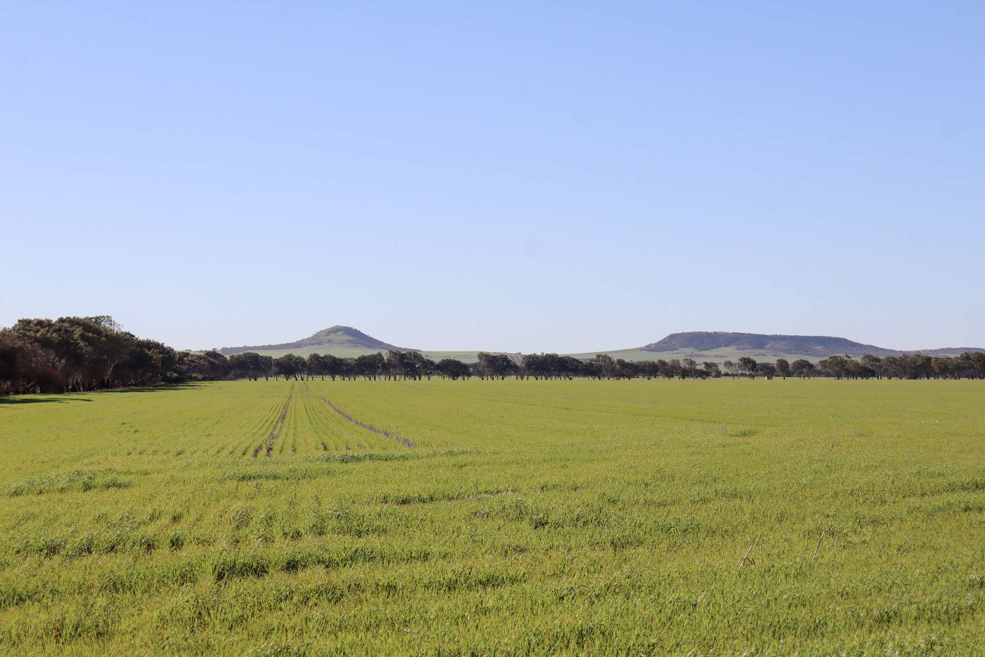 1742 Arthur Road, Moonyoonooka For Sale by Farmbuy.com - image 3