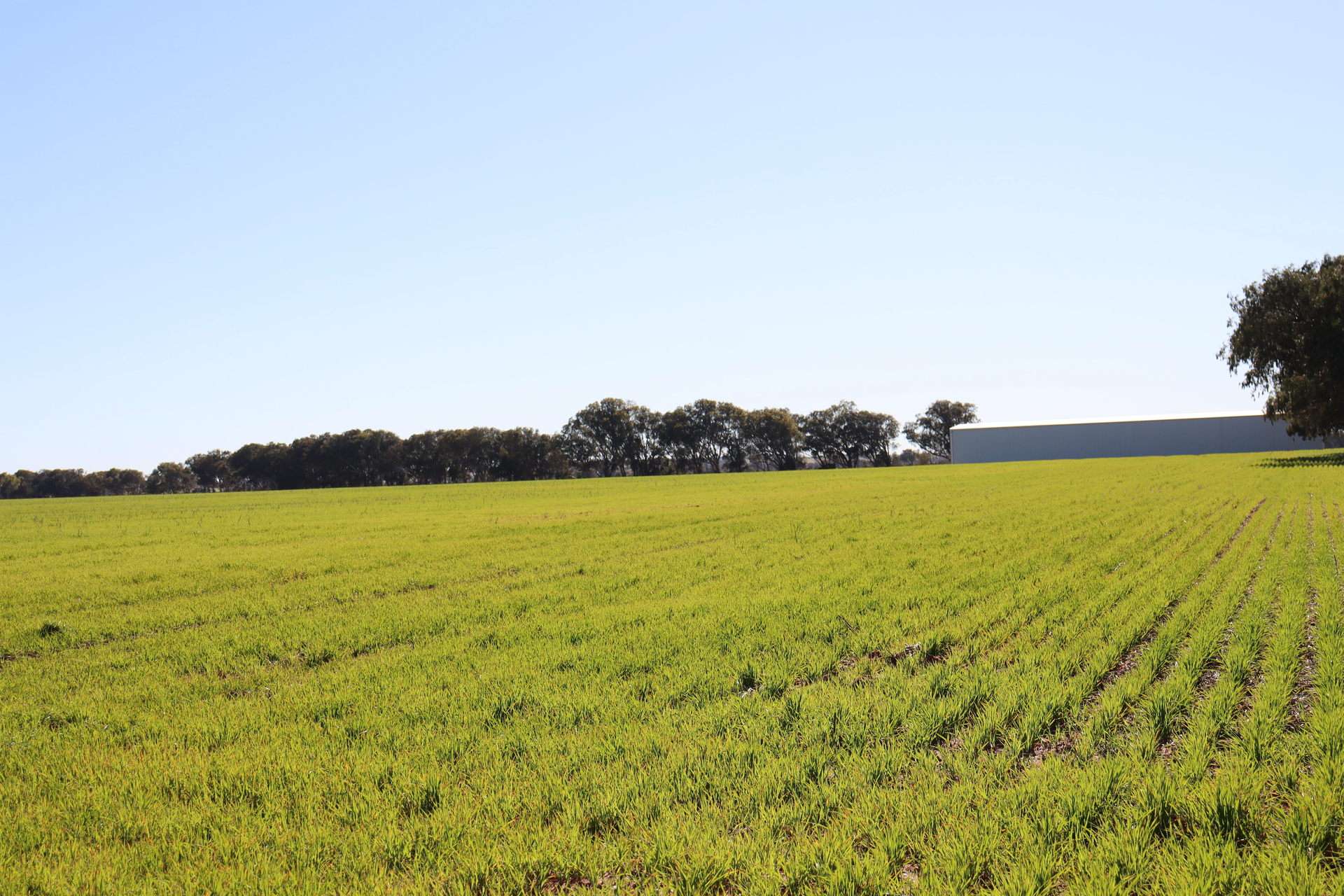 1742 Arthur Road, Moonyoonooka For Sale by Farmbuy.com - image 19