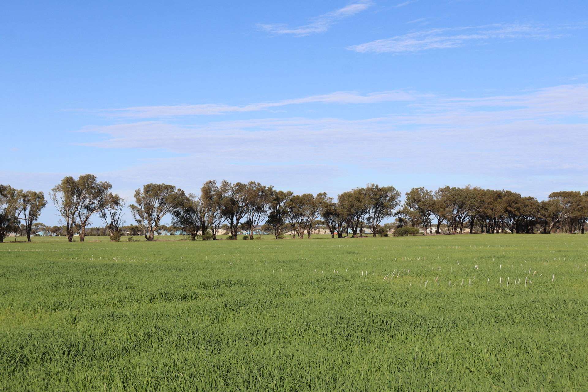 1742 Arthur Road, Moonyoonooka For Sale by Farmbuy.com - image 18