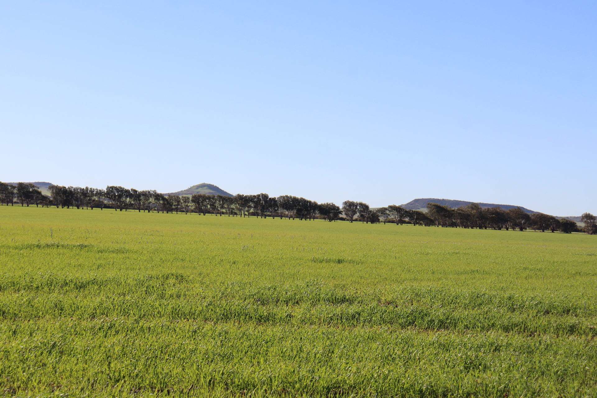 1742 Arthur Road, Moonyoonooka For Sale by Farmbuy.com - image 16