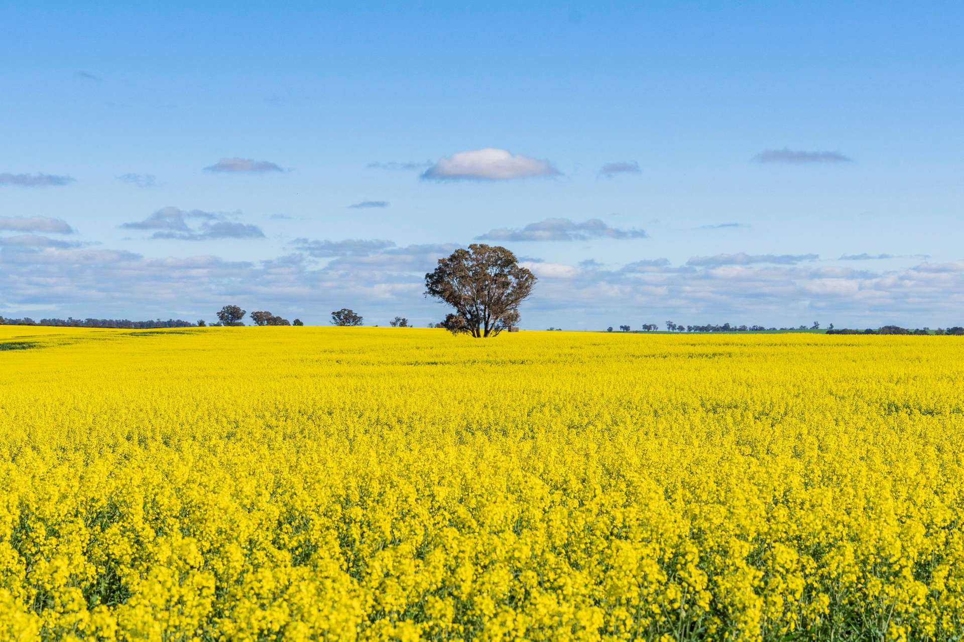 90 Kilnyana Road, Savernake For Sale by Farmbuy.com - image 4